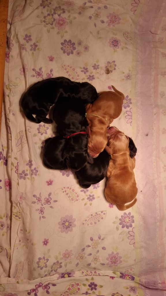 De La Nuit D'Elune - Chiot disponible  - Cocker Spaniel Anglais