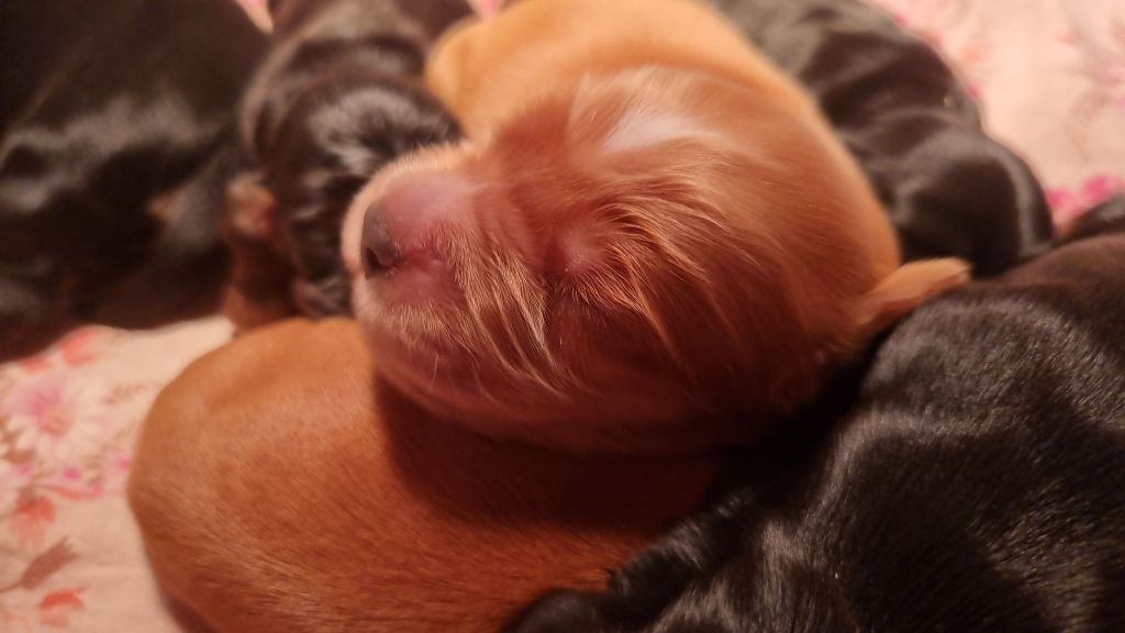 De La Nuit D'Elune - Chiot disponible  - Cocker Spaniel Anglais