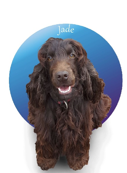 Jaya dite jade Du chalet aux loups