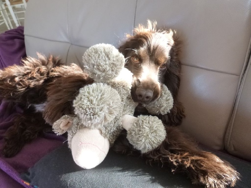 Quelques uns de nos chiots après