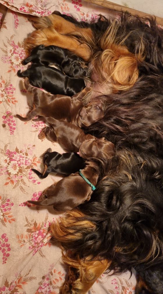 De La Nuit D'Elune - Cocker Spaniel Anglais - Portée née le 10/09/2025