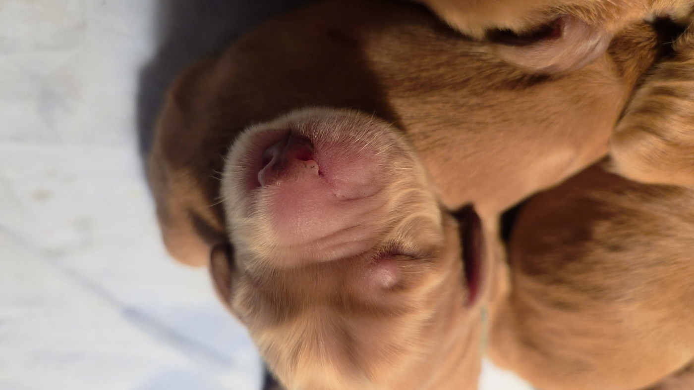 De La Nuit D'Elune - Chiots disponibles - Cocker Spaniel Anglais