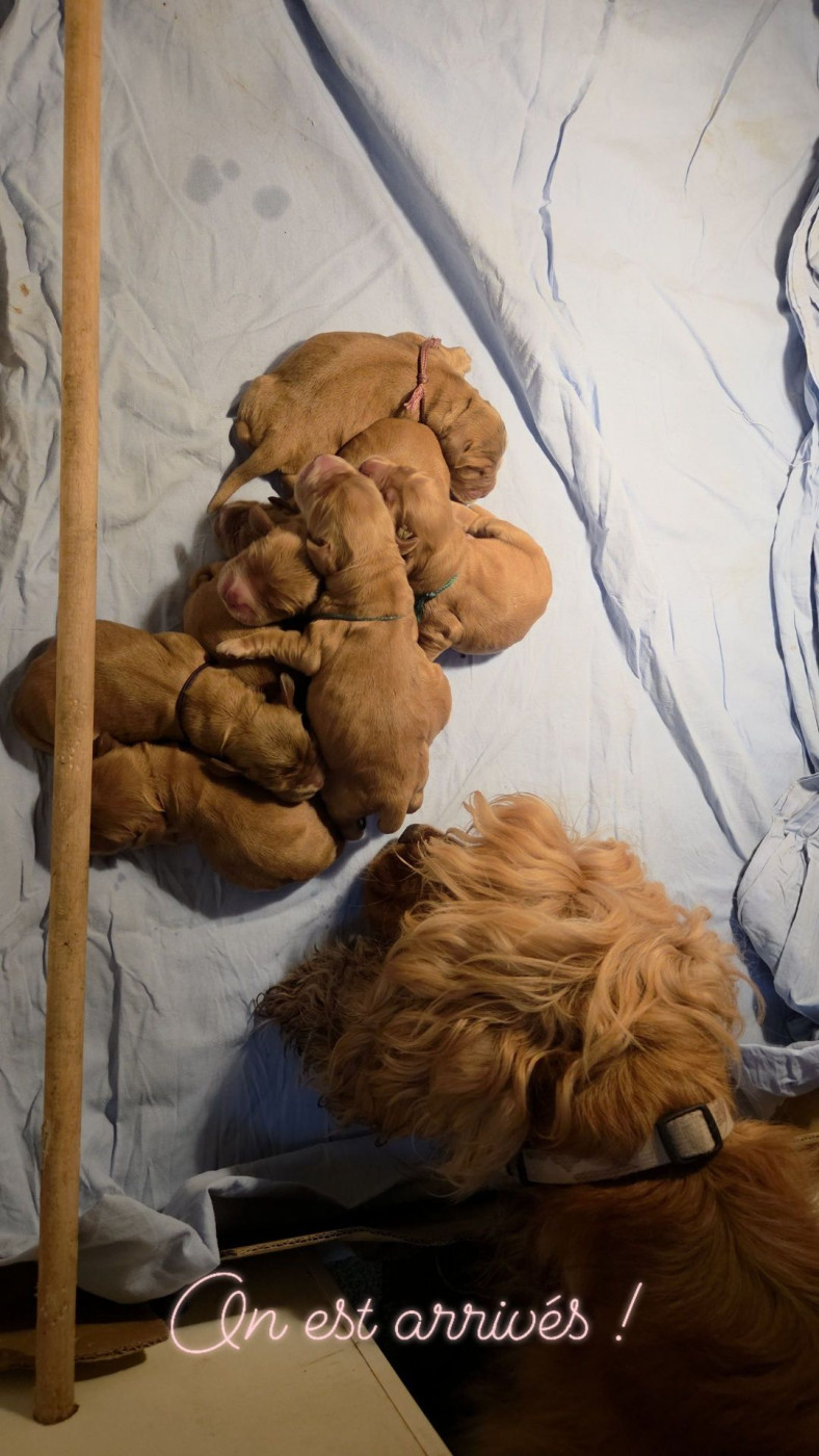 De La Nuit D'Elune - Chiots disponibles - Cocker Spaniel Anglais