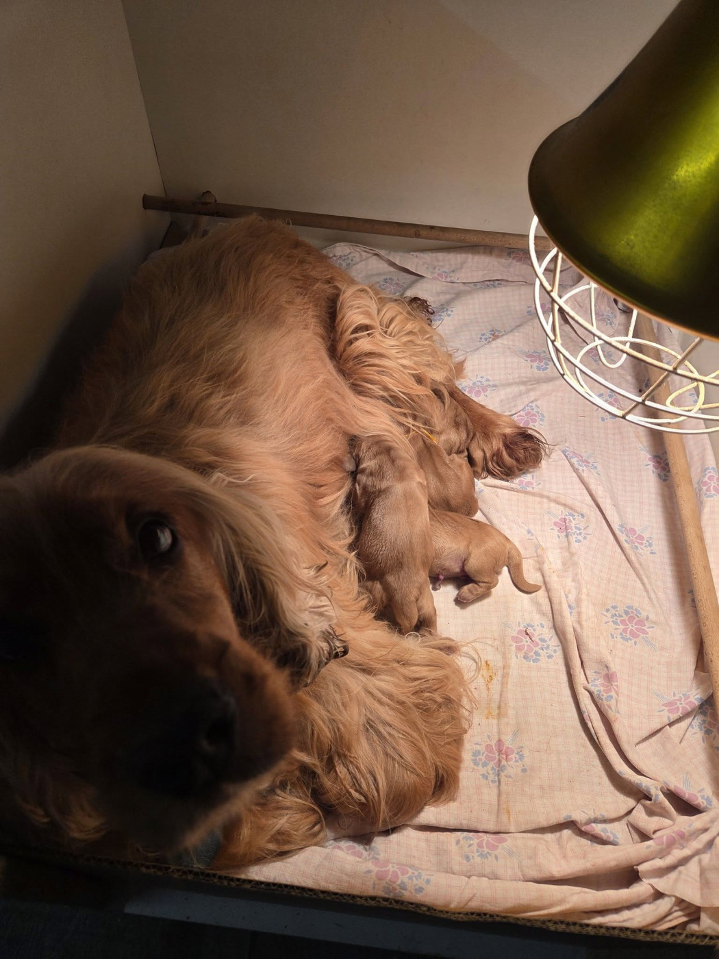Chiot Cocker Spaniel Anglais De La Nuit D'Elune