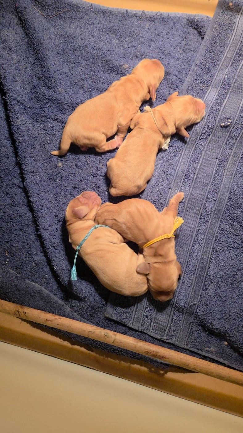 De La Nuit D'Elune - Chiots disponibles - Cocker Spaniel Anglais