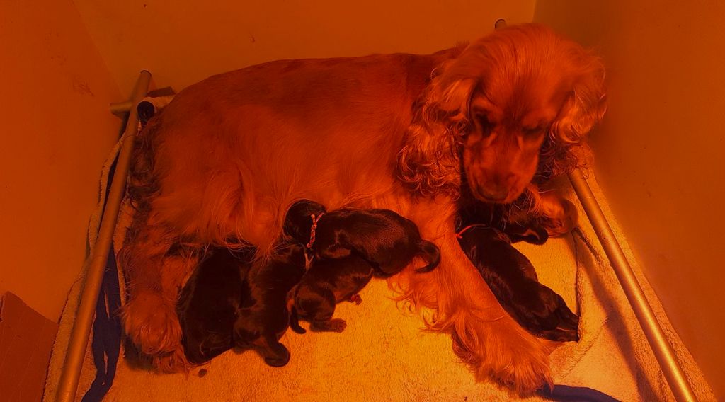 Chiot Cocker Spaniel Anglais De La Nuit D'Elune