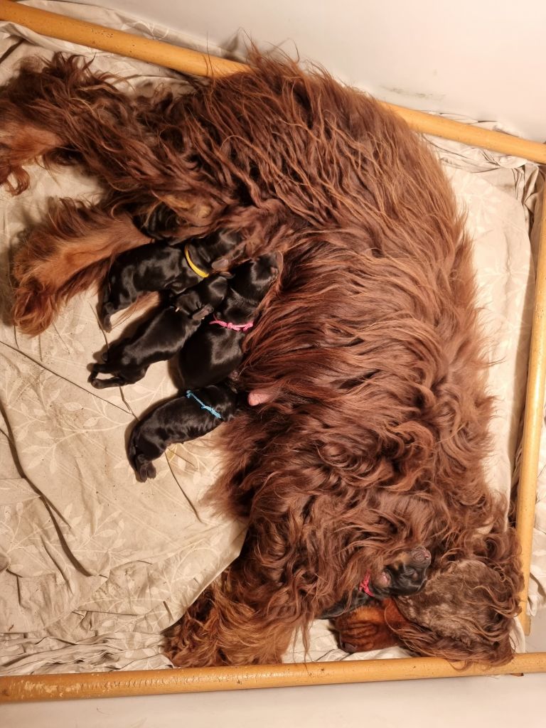 De La Nuit D'Elune - Cocker Spaniel Anglais - Portée née le 28/05/2025