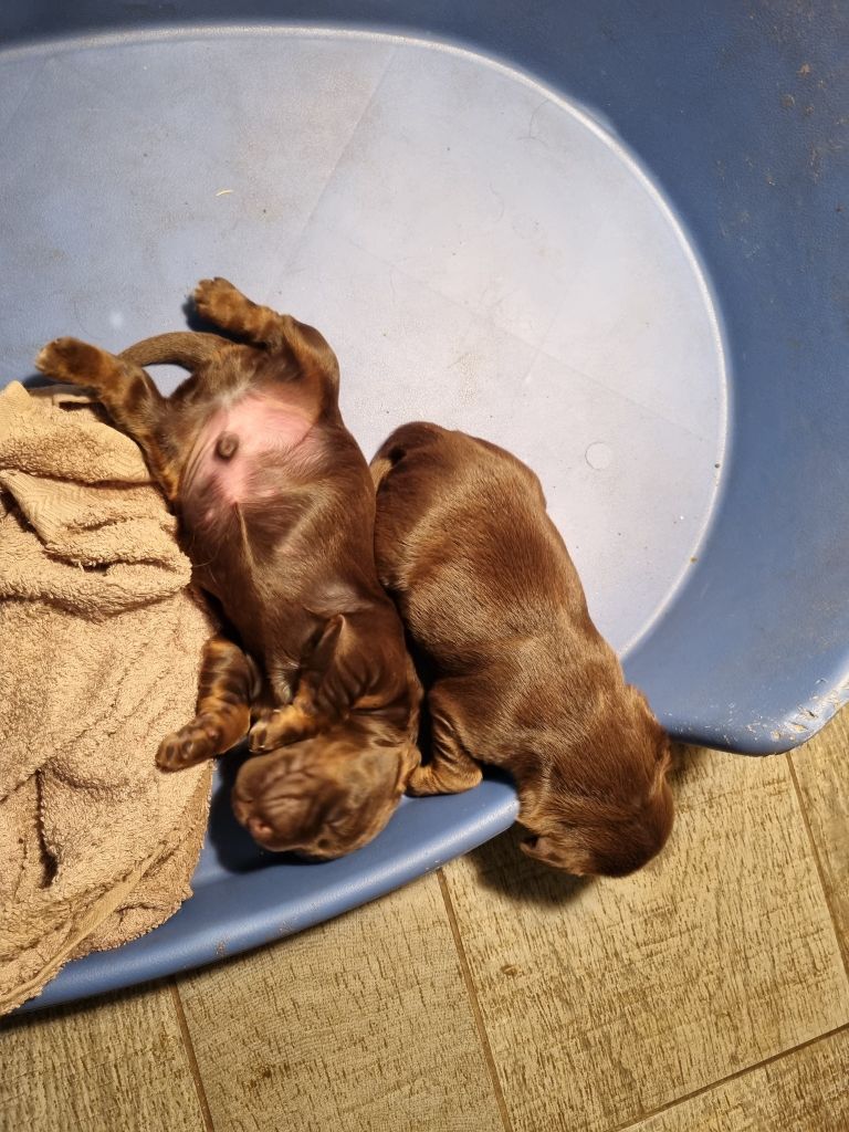 De La Nuit D'Elune - Chiots disponibles - Cocker Spaniel Anglais