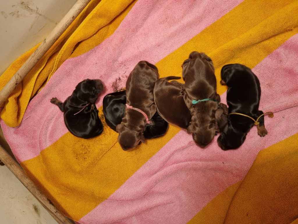 De La Nuit D'Elune - Chiots disponibles - Cocker Spaniel Anglais
