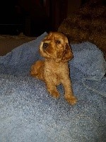 Oscar