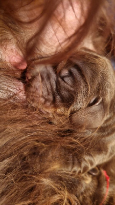 CHIOT 1
