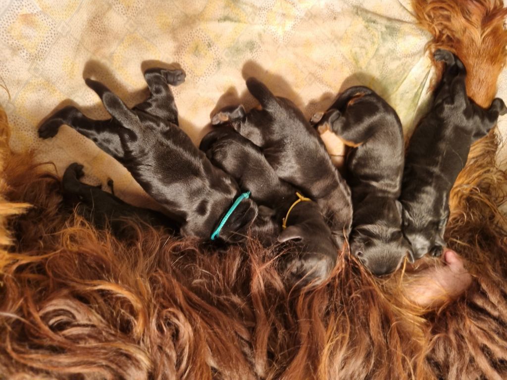 De La Nuit D'Elune - Chiots disponibles - Cocker Spaniel Anglais
