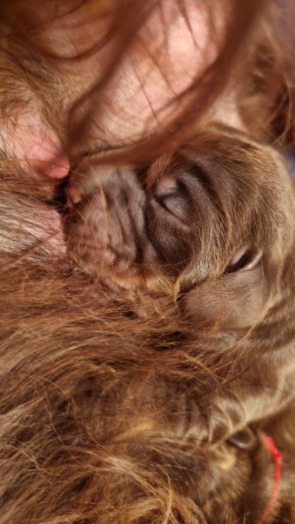 De La Nuit D'Elune - Chiots disponibles - Cocker Spaniel Anglais