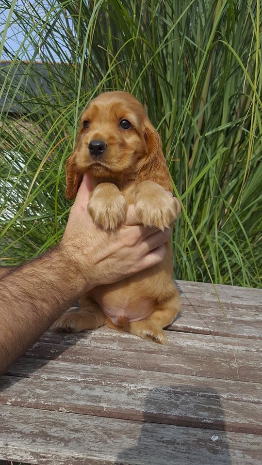 Chiot Cocker Spaniel Anglais De La Nuit D'Elune