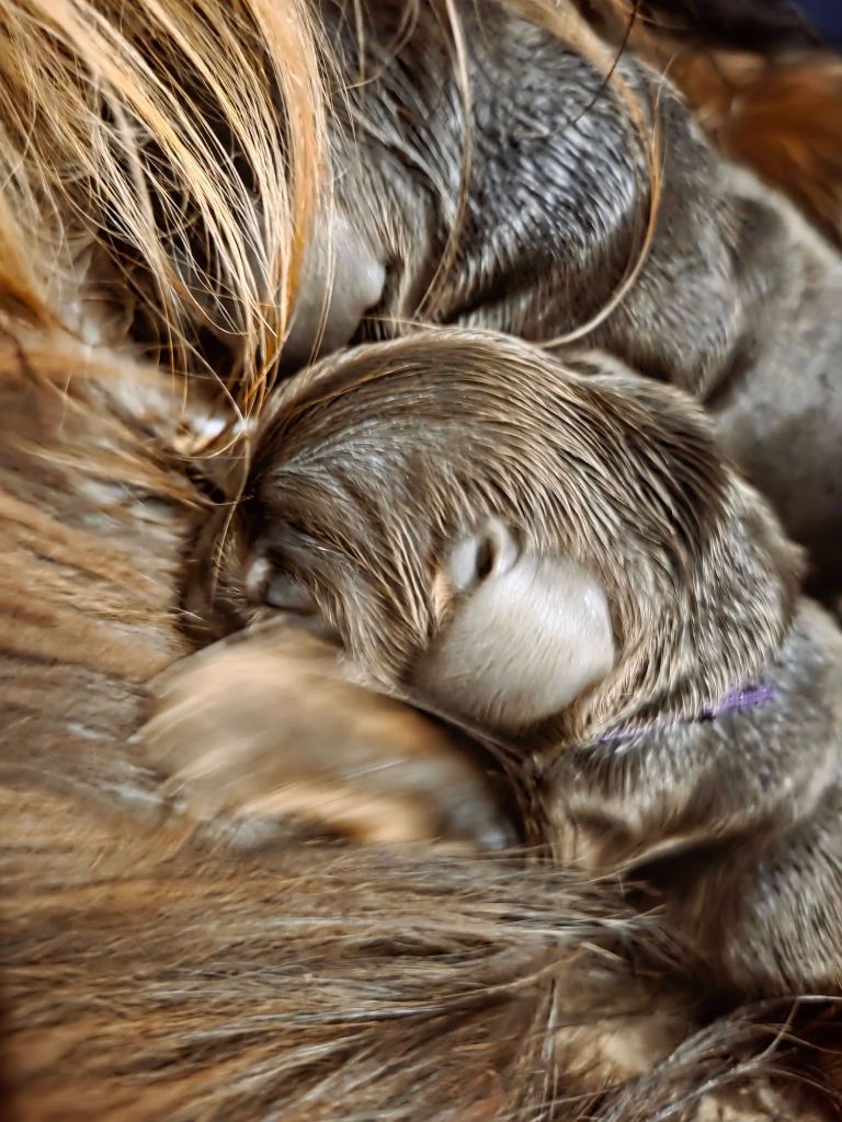 Chiot Cocker Spaniel Anglais De La Nuit D'Elune