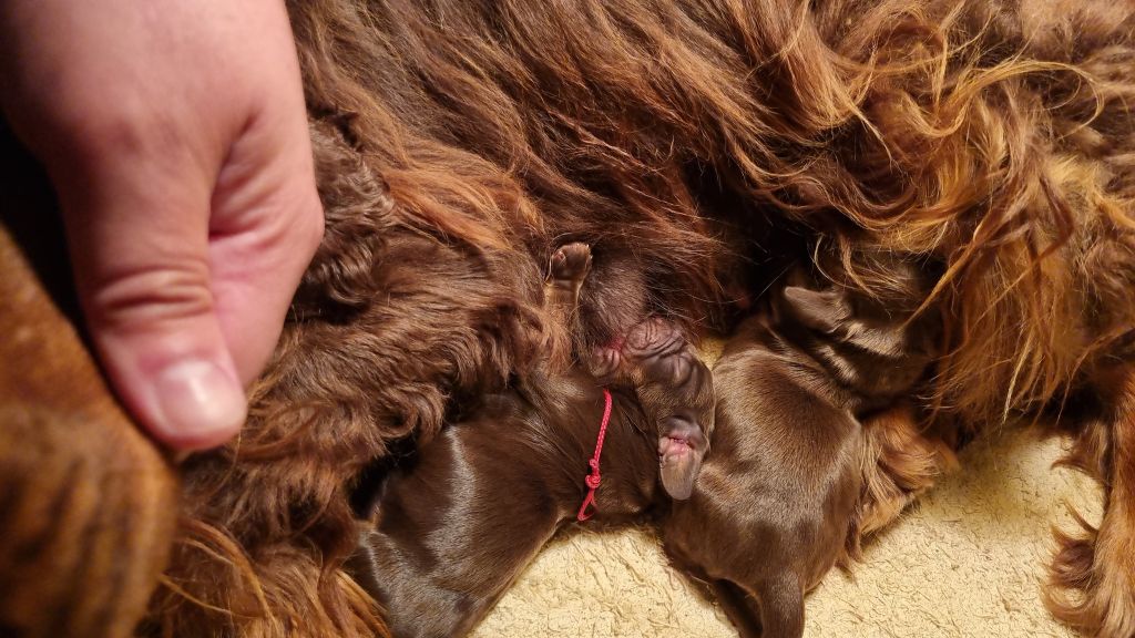 Chiot Cocker Spaniel Anglais De La Nuit D'Elune